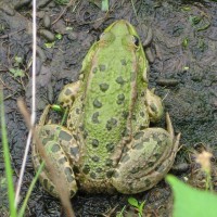 Marsh Frog